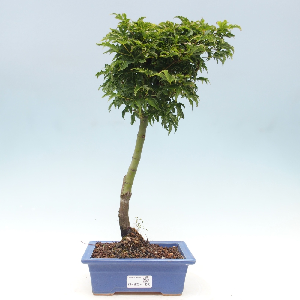 Bonsai im Freien - Acer palmatum Shishigashira-Ahorn
