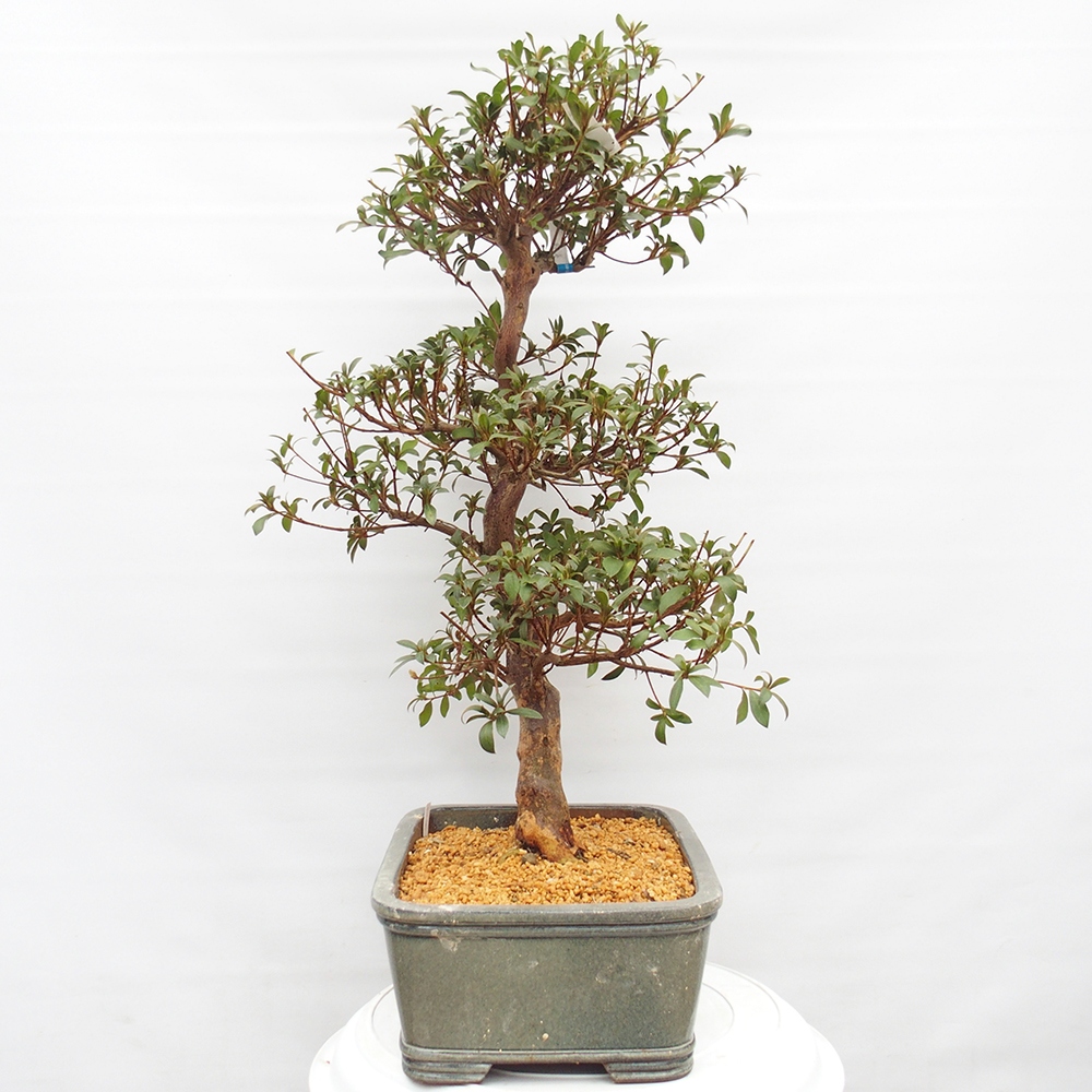 Bonsai für draußen - Japanische Azalee - Azalee Koki