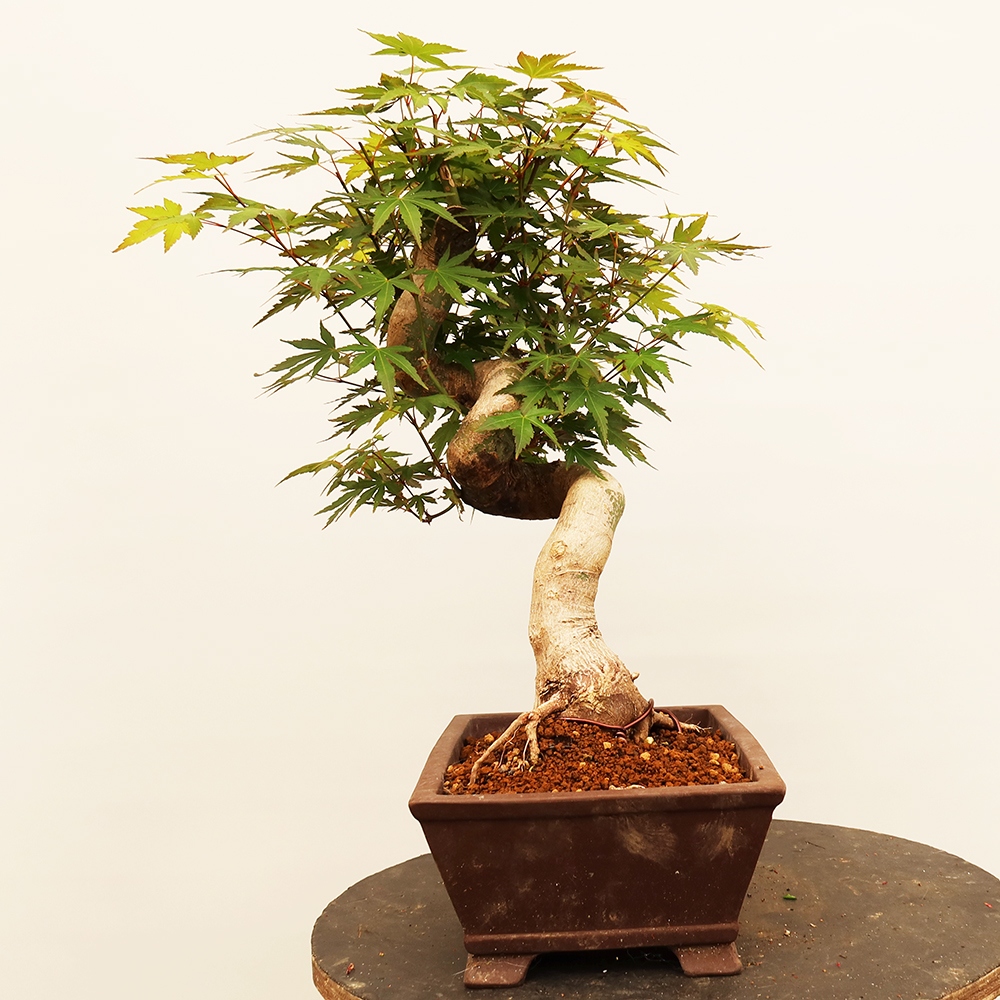 Bonsai für draußen - Ahorn palmatum - Palmen