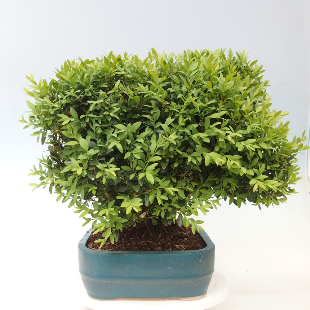 Bonsai für draußen - Buxus sempervirens - Buchsbaum