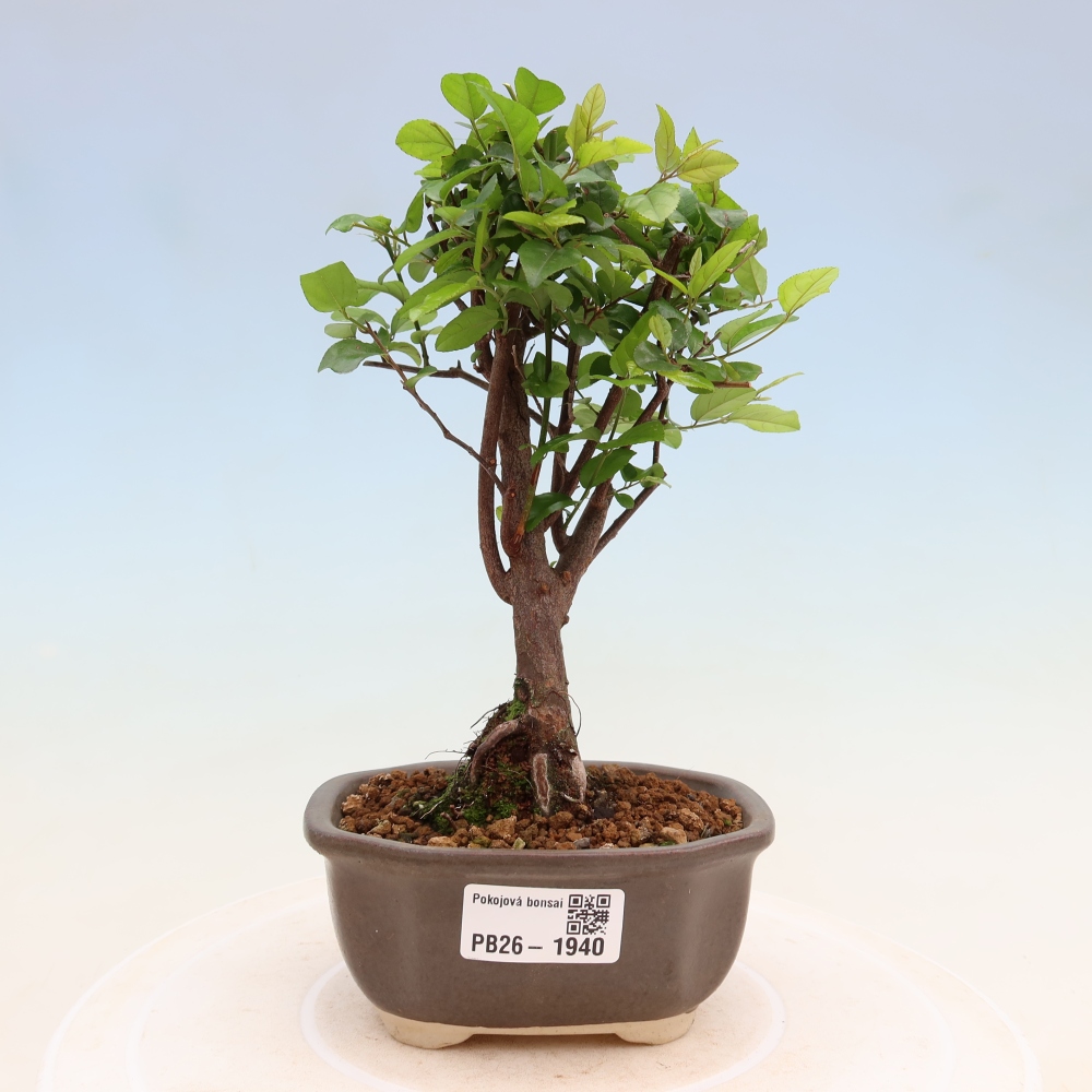 Zimmer Bonsai - Sageretia thea - Sageretia thea
