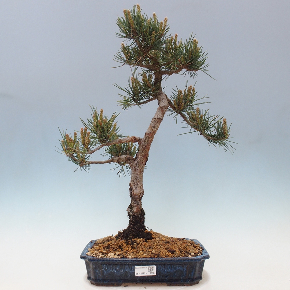 Bonsai im Freien - Pinus Sylvestris - Waldkiefer