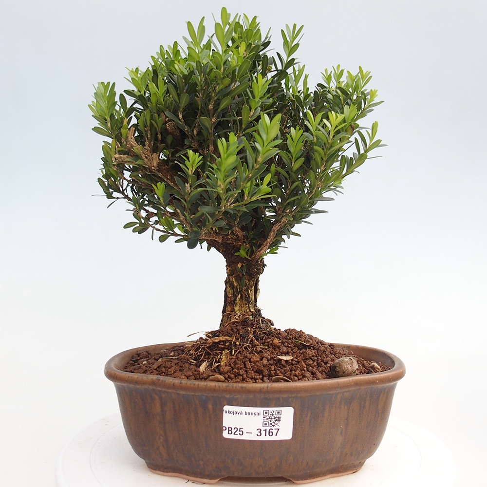 Innenbonsai - Buxus harlandii - Korkbuchsbaum