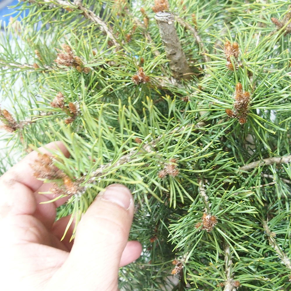 Yamadori - Pinus sylvestris 