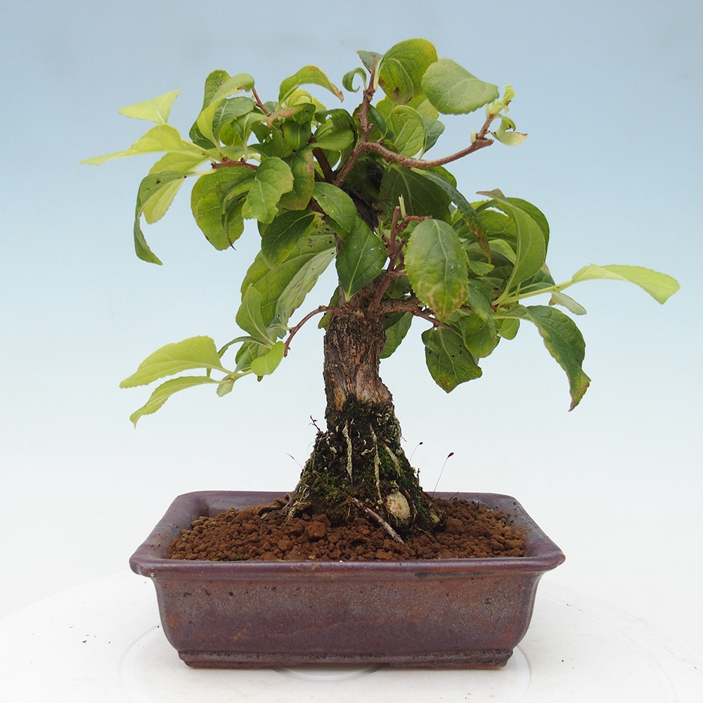 Outdoor-Bonsai - Celastrus Jesenec