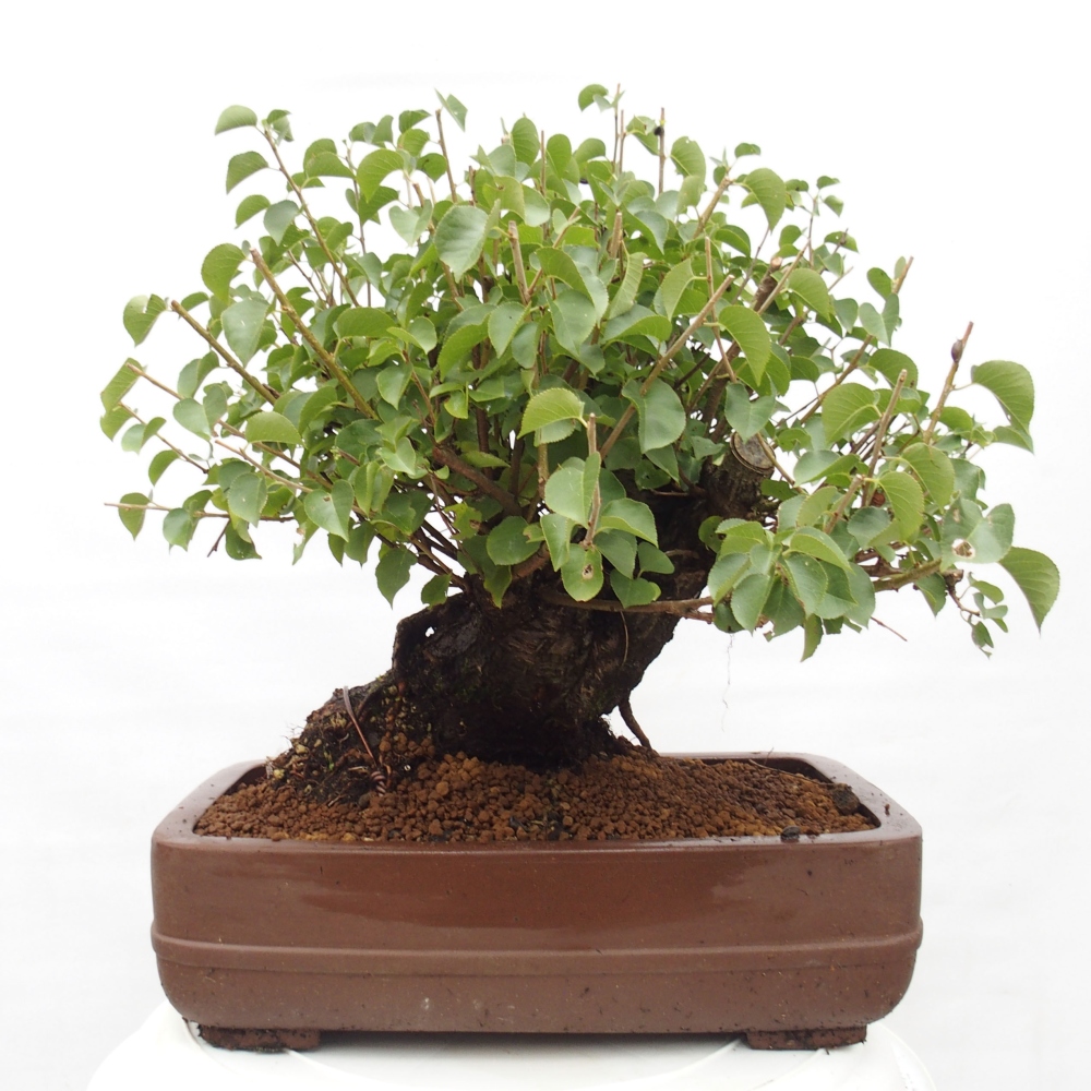 Bonsai im Freien - Mahalebka - Prunus mahaleb