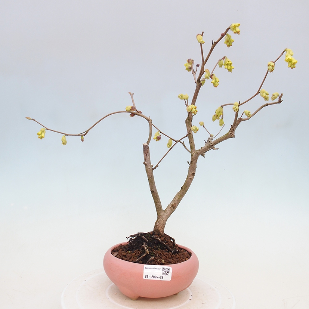 Bonsai im Freien - Haselnuss - Corylopsis Spicata