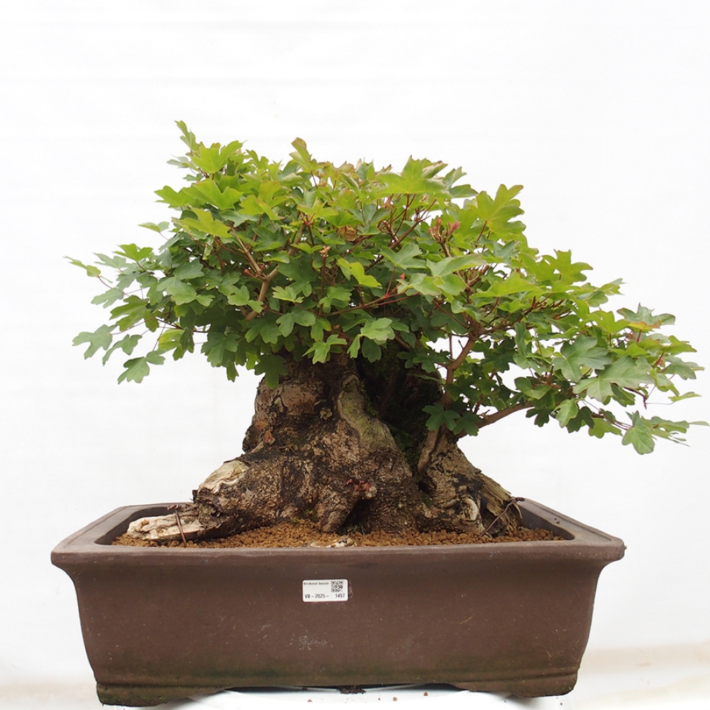 Bonsai im Freien - Französischer Ahorn - Acer Nonspessulanum