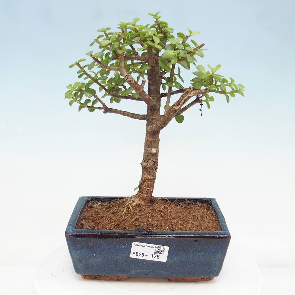Zimmer Bonsai - Portulakaria Afra - Tlustice