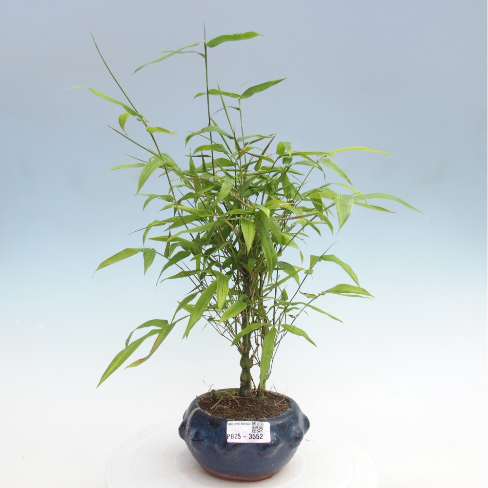 Zimmer Bonsai - Bambus budha-Bambus budha bauch