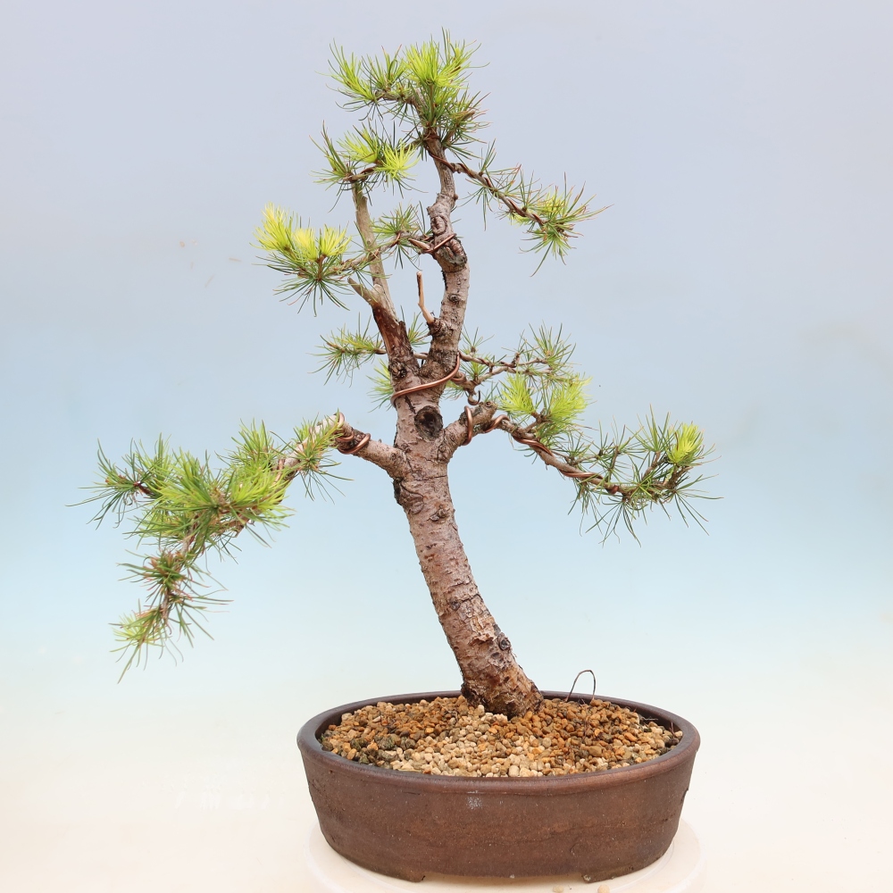 Bonsai für draußen -Larix decidua - Lärche