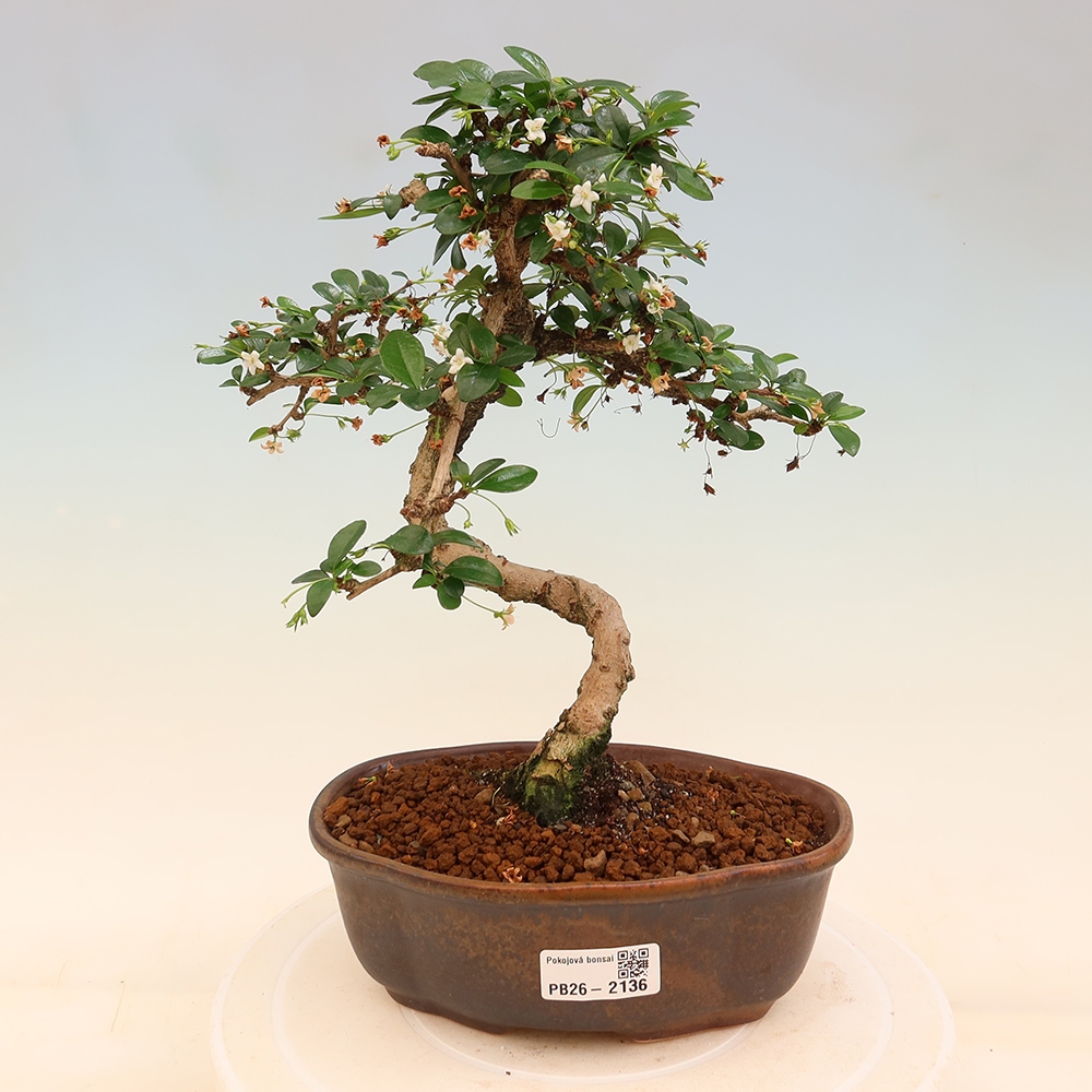 Zimmer-Bonsai - Carmona macrophylla - Tee-Fuki