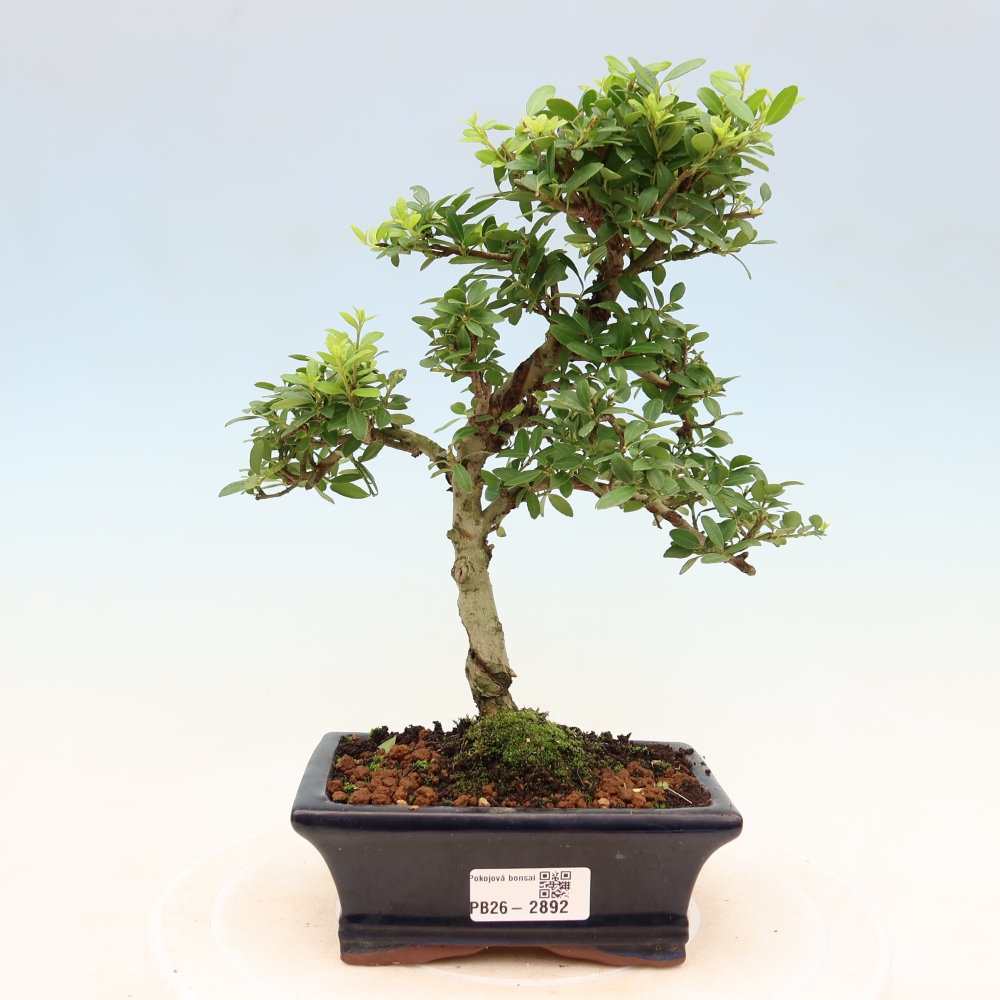 Zimmer Bonsai - Ilex crenata - Stechpalme
