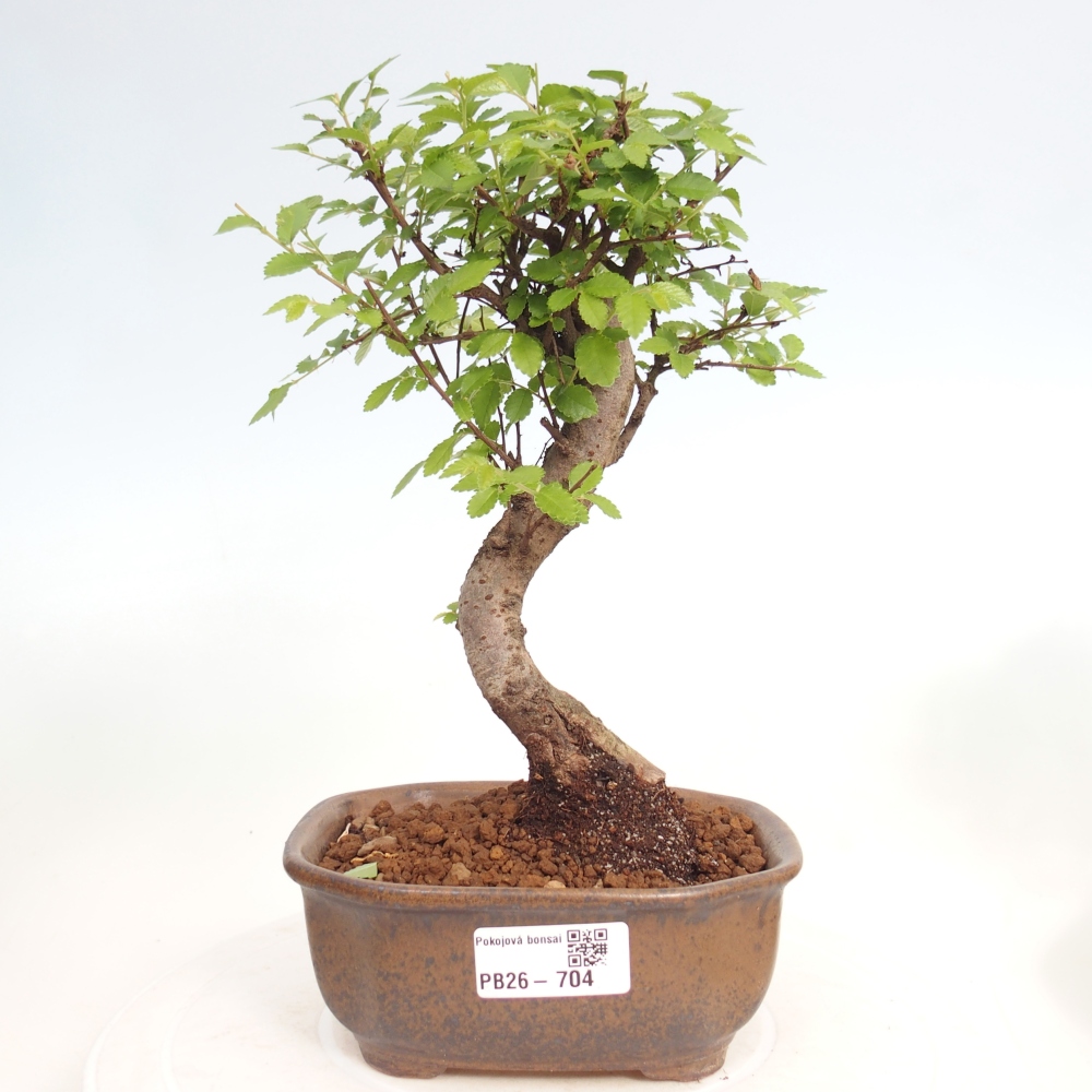 Zimmerbonsai - Ulmus parvifolia - Kleinblättrige Ulme
