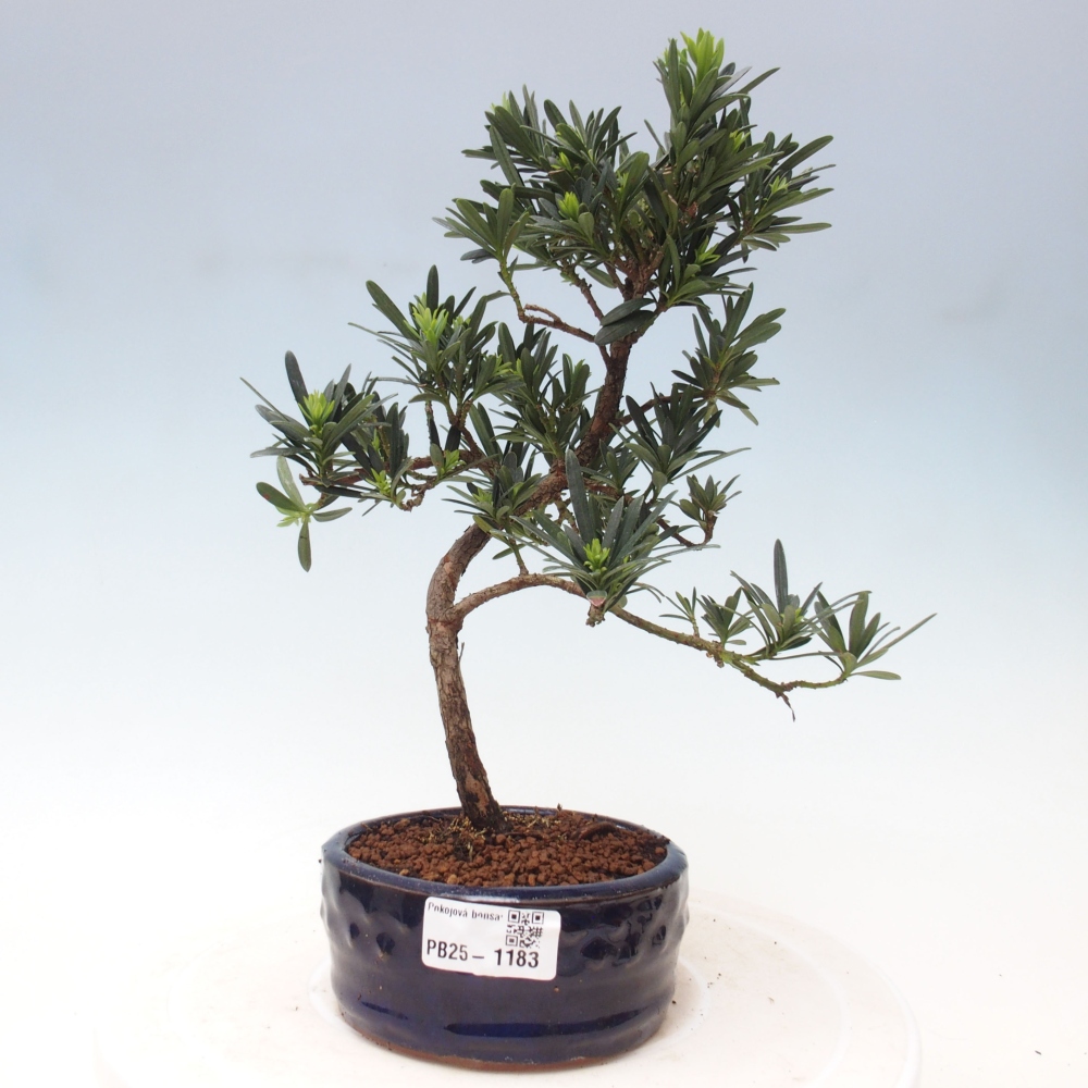 Indoor-Bonsai - Podocarpus - Stein tausend