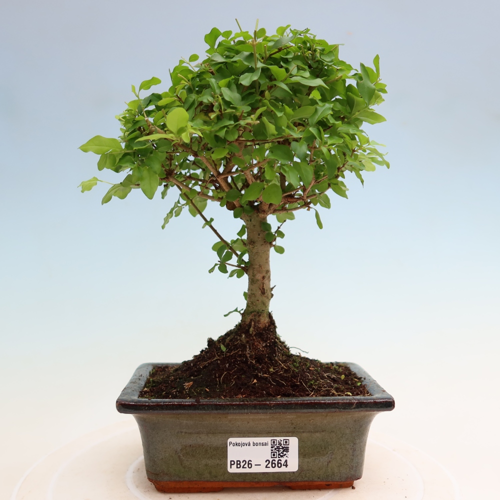 Zimmer Bonsai -Ligustrum chinensis - Vogelschnabel
