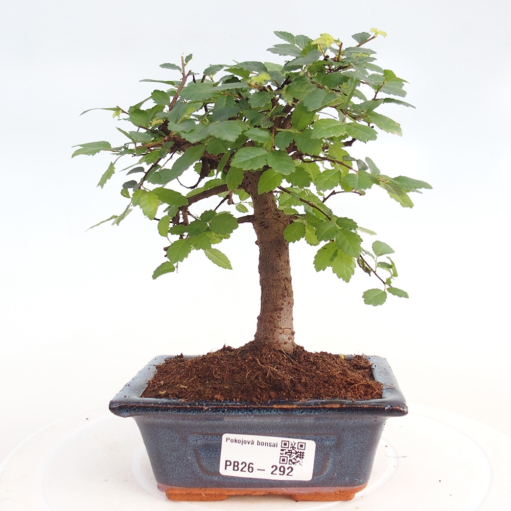 Zimmerbonsai - Ulmus parvifolia - Kleinblättrige Ulme