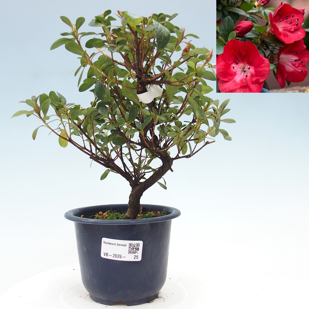 Bonsai für draußen - Japanische Azalee - Azalea Benibeni