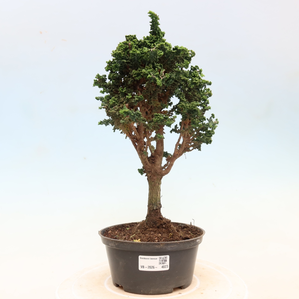 Bonsai für draußen - Cham. obtusa SEKKA HINOKI - Zypresse