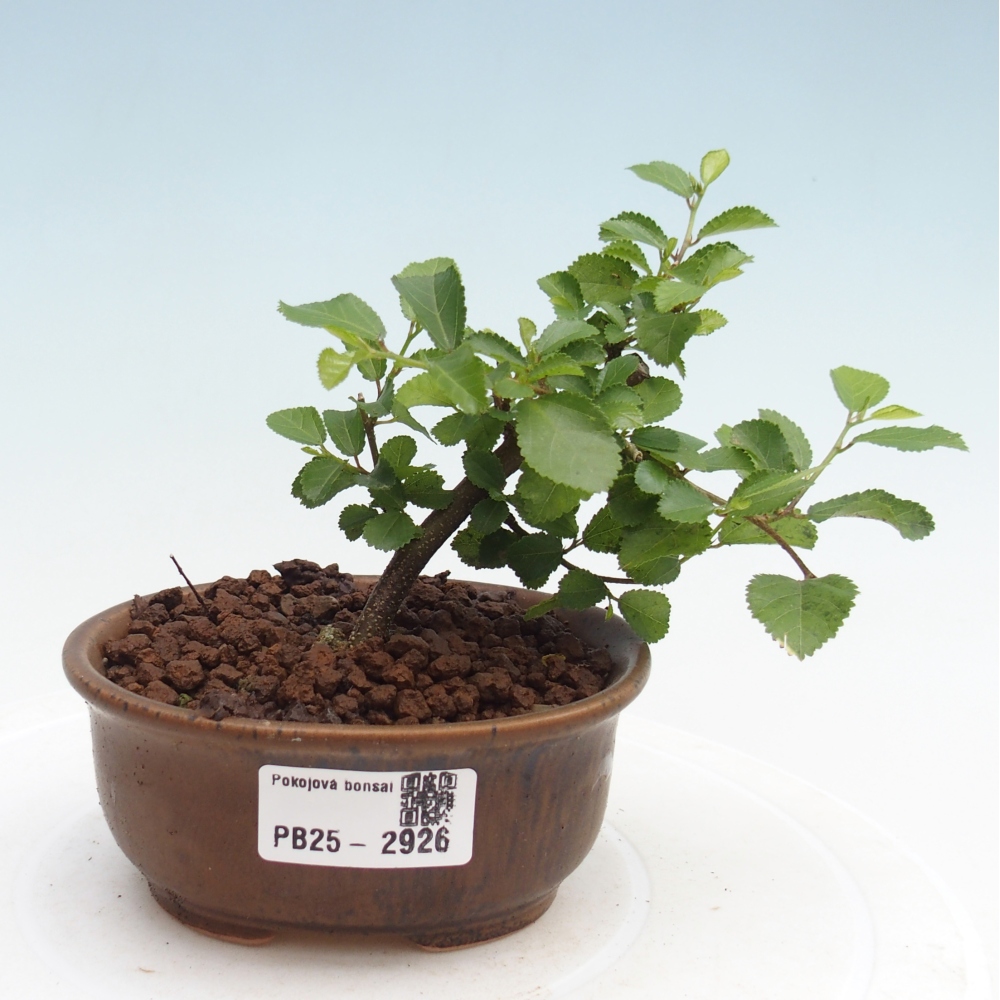 Zimmerbonsai - Grewia occidentalis - Lavendelstern
