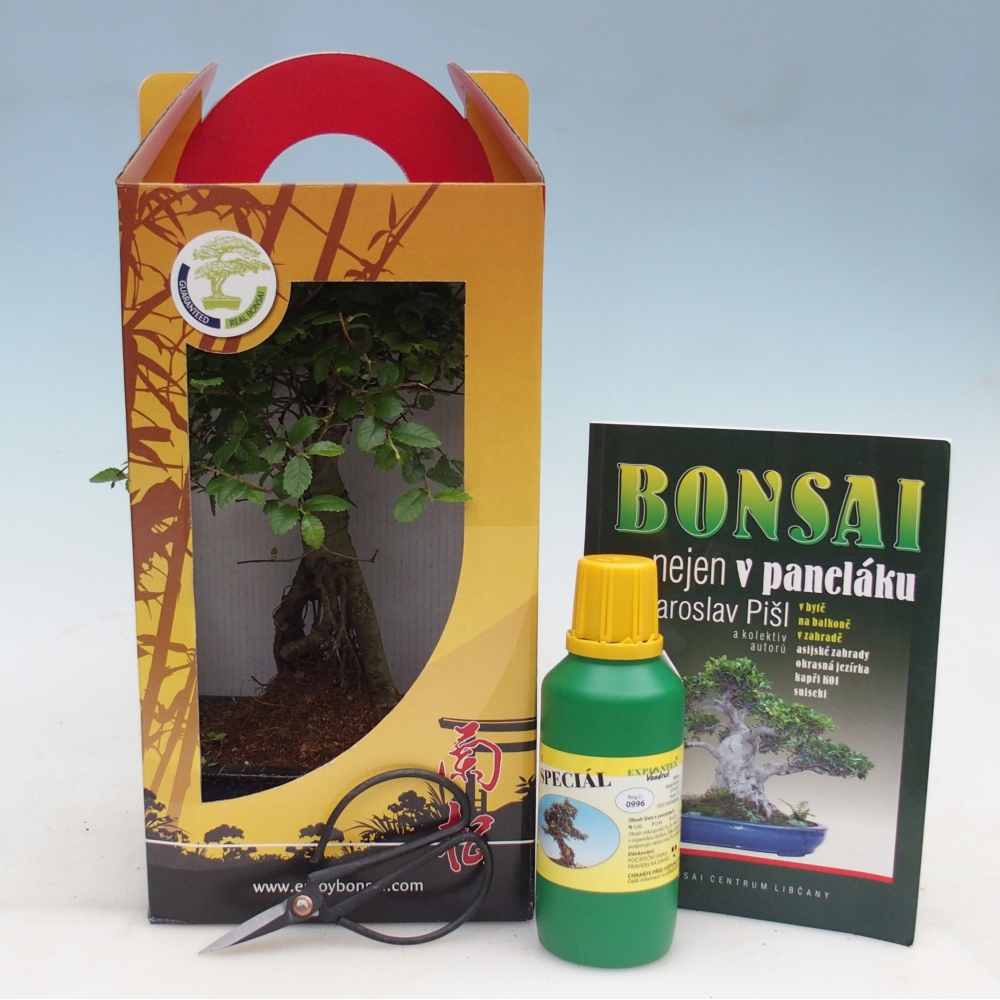 Ulmus parvifolia - Chinesische Ulme