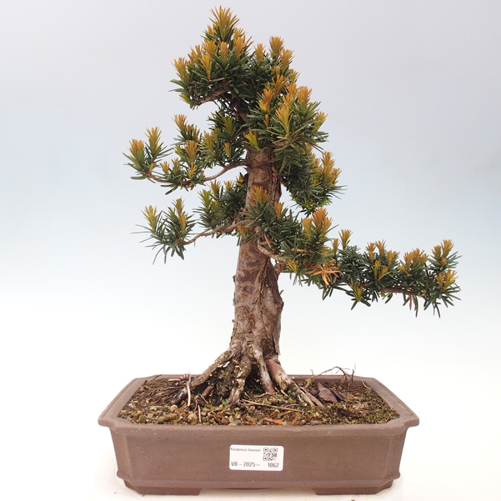 Bonsai im Freien - Taxus cuspidata - Japanische Eibe
