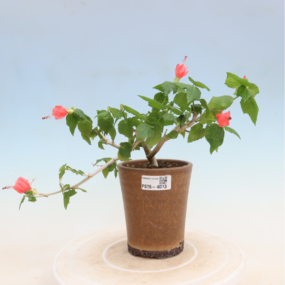 Zimmerbonsai - Malvaviscus arboreus