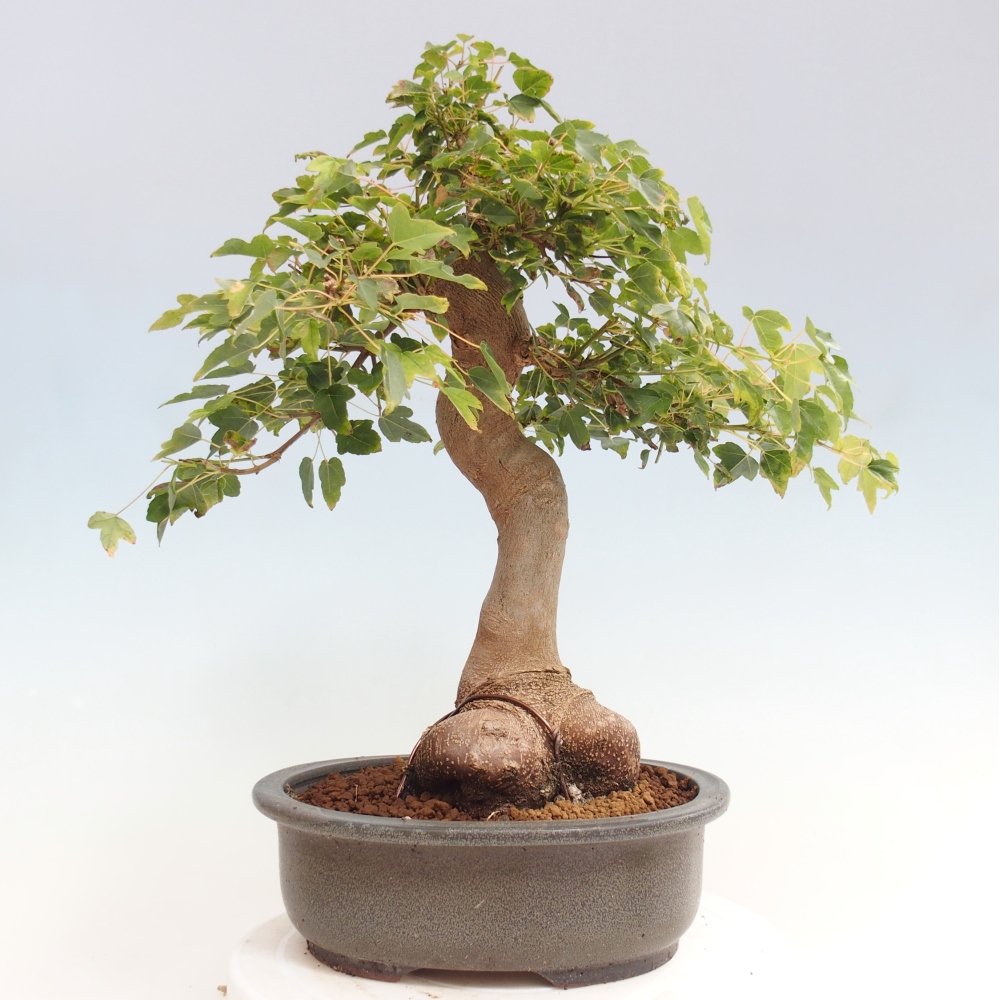Bonsai im Freien - Ahorn Buergerianum - Burger Maple