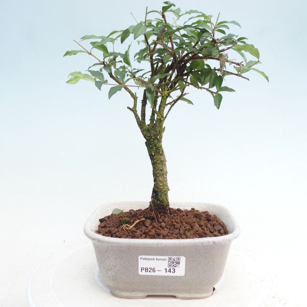 Zimmerbonsai - Malpighia coccigera - Barbdor-Kirsche