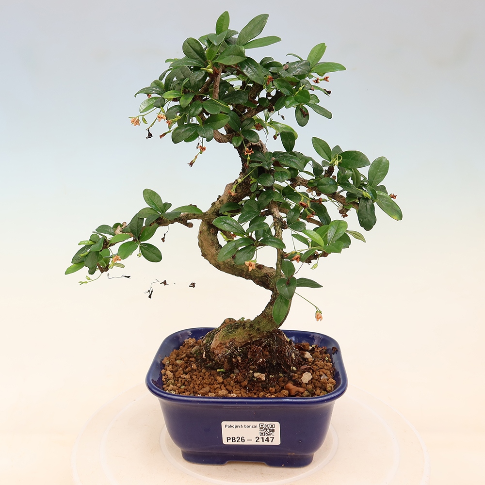 Zimmer-Bonsai - Carmona macrophylla - Tee-Fuki