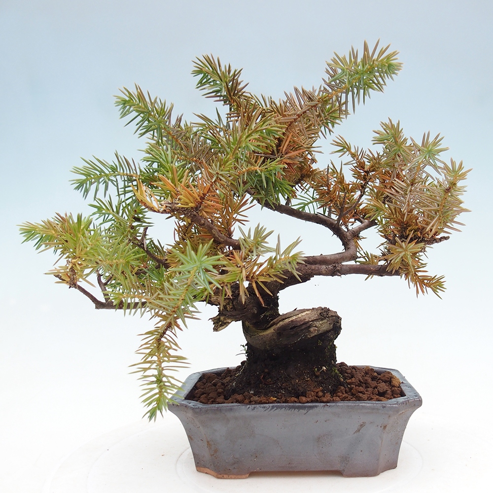 Outdoor-Bonsai - Juniper rigida - Igel-Wacholder