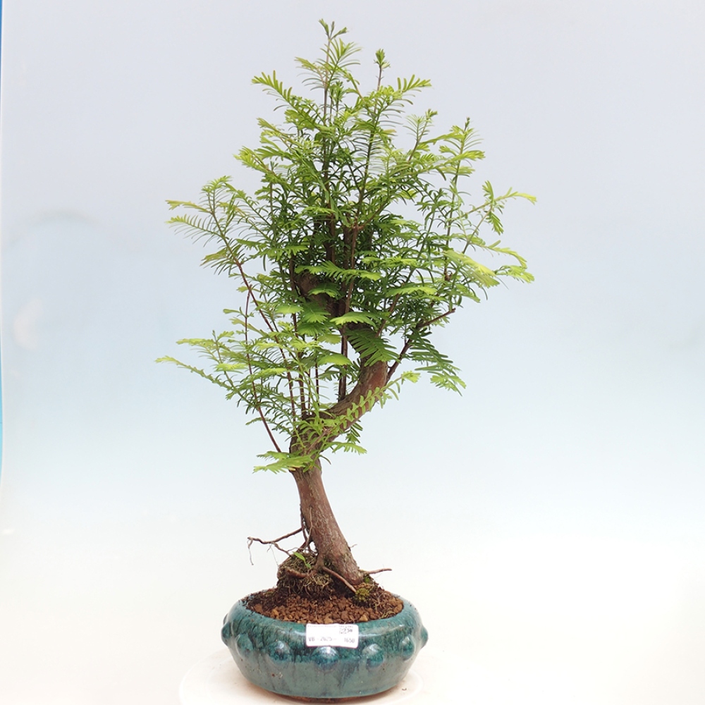 Bonsai im Freien - Metasequoia glyptostroboides - Chinesischer Metasequoia