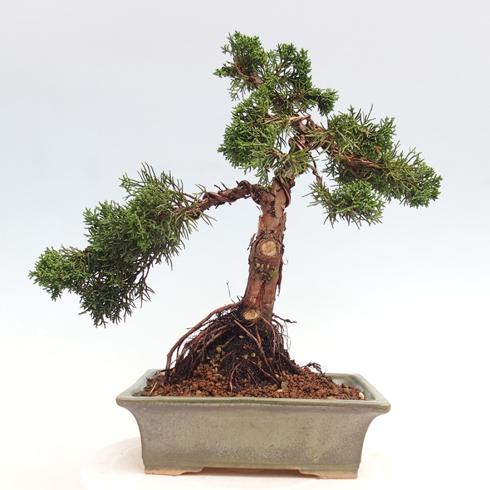 Outdoor-Bonsai - Juniperus chinensis Kishu - Chinesischer Wacholder