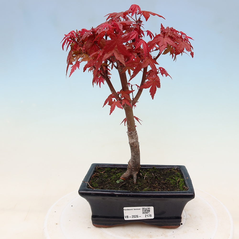 Bonsai für draußen - Acer palmatum DESHOJO