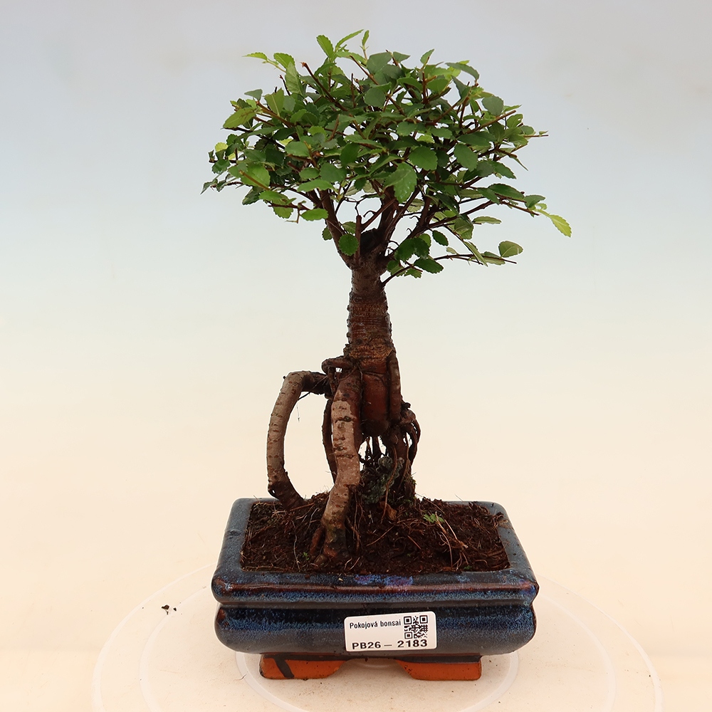 Zimmerbonsai - Ulmus parvifolia - Kleinblättrige Ulme