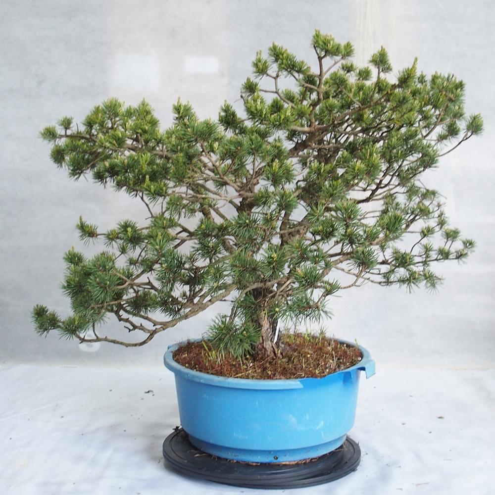 Yamadori - Pinus sylvestris 