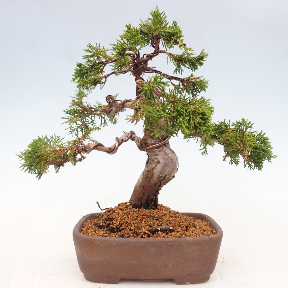 Outdoor bonsai - Juniperus chinensis Itoigawa - Chinese juniper