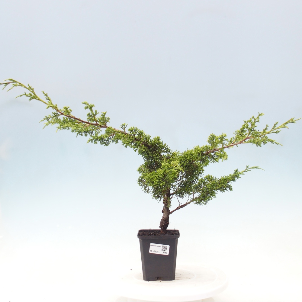 Bonsai für draußen - Juniperus chinensis Itoigawa