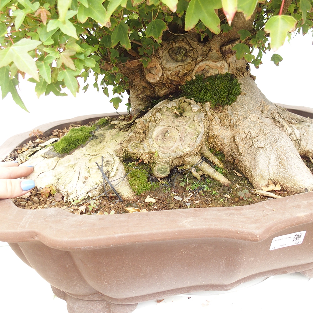 Bonsai im Freien - Ahorn Buergerianum - Burger Maple