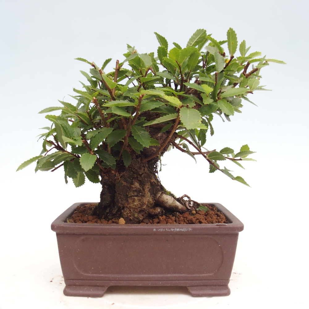 Bonsai im Freien - Zelkova - Zelkova NIRE