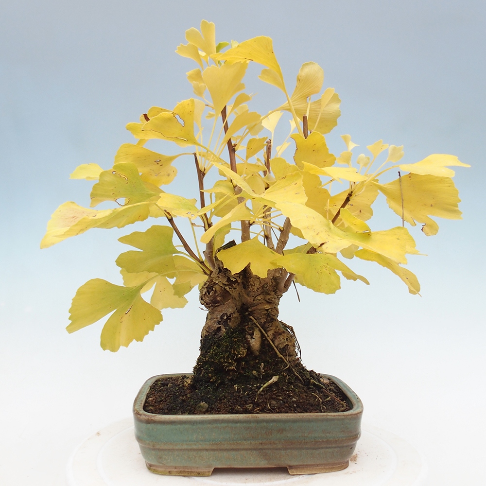 Bonsai im Freien - Ginkgo biloba