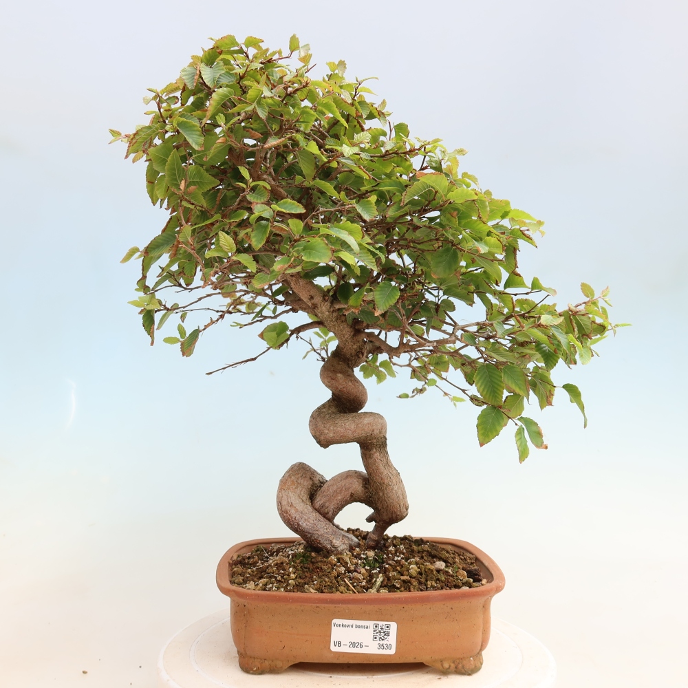 Bonsai für draußen -Carpinus CARPINOIDES - Koreanische Hainbuche