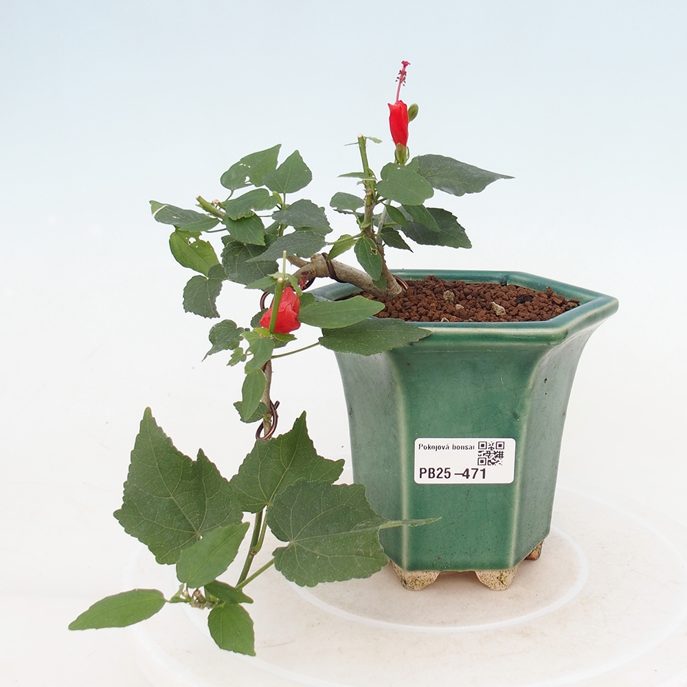 Zimmerbonsai - Malvaviscus arboreus - holziger Hibiskus