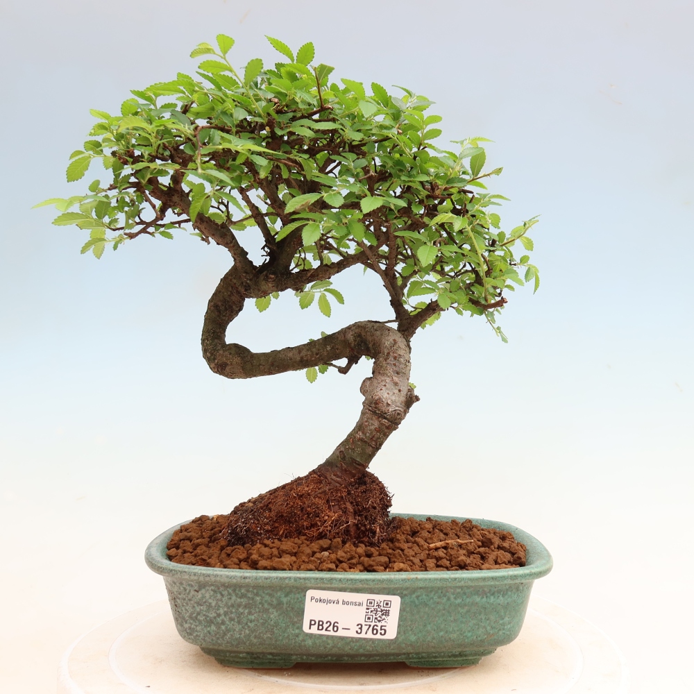Zimmerbonsai - Ulmus parvifolia - Kleinblättrige Ulme
