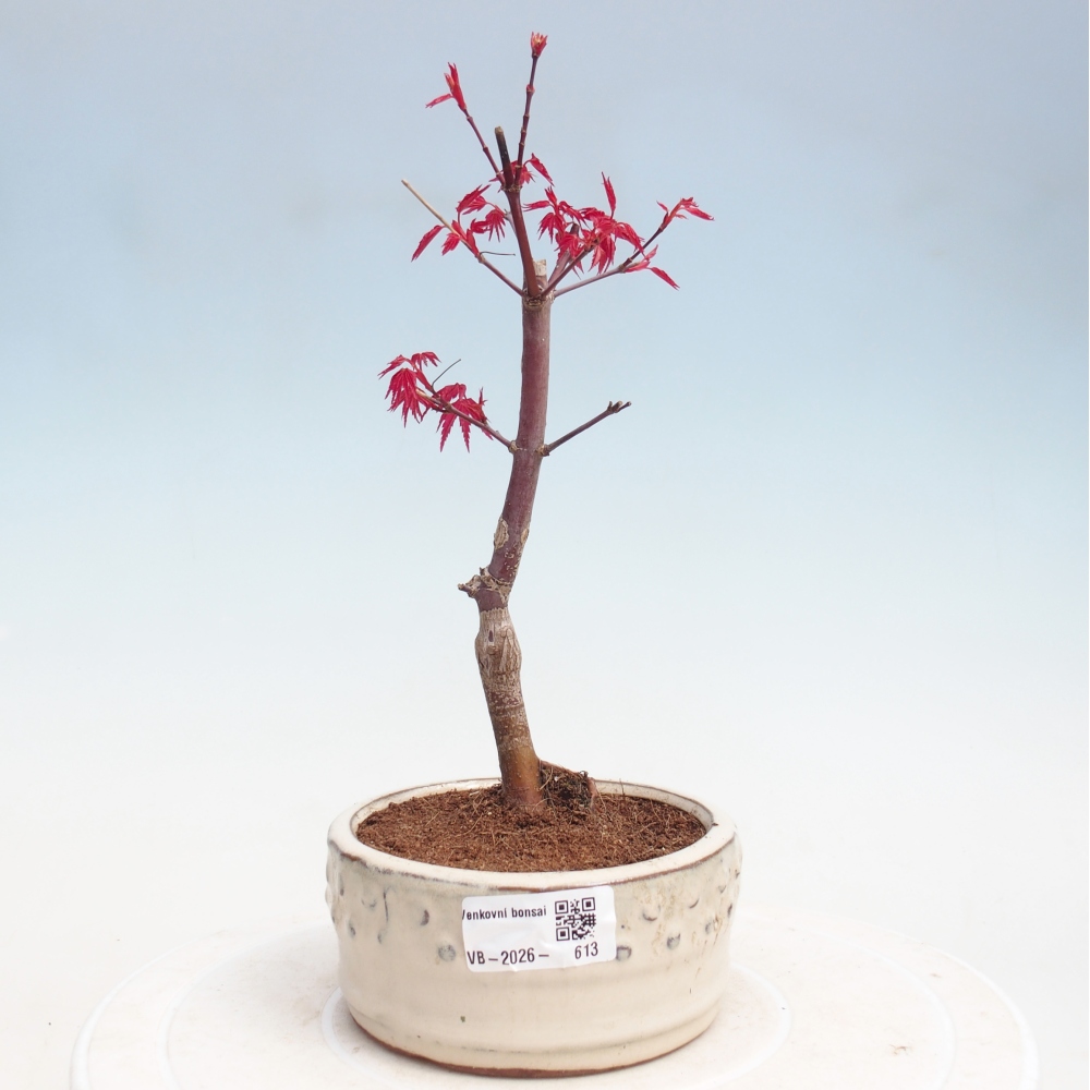Bonsai für draußen - Acer palmatum DESHOJO