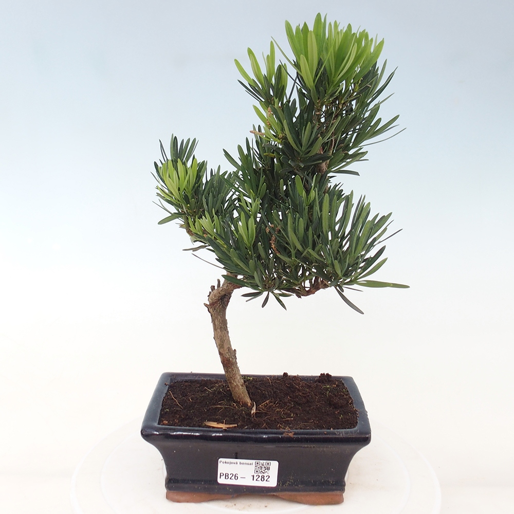 Zimmerbonsai - Podocarpus - Stein-Eibe