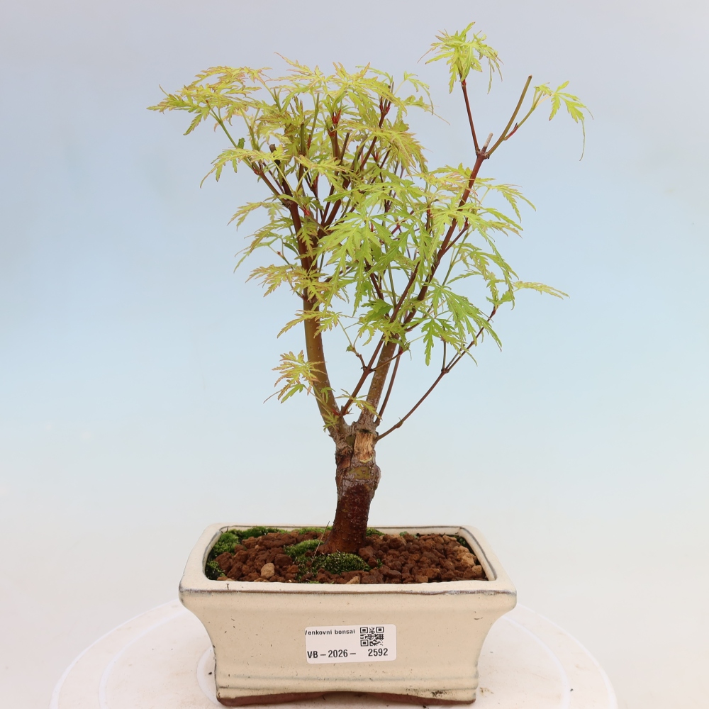 Bonsai für draußen - Acer palmatum Dissectum