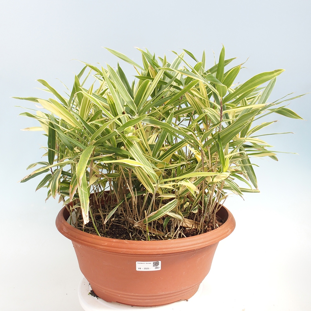 Bonsai für draußen - Sasaella masamuneana Albostriata - Bambus