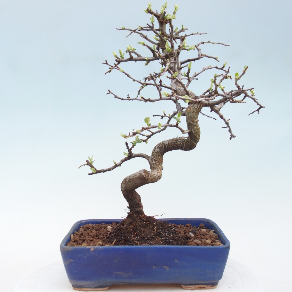 Bonsai für draußen - Chaneomeles chinensis
