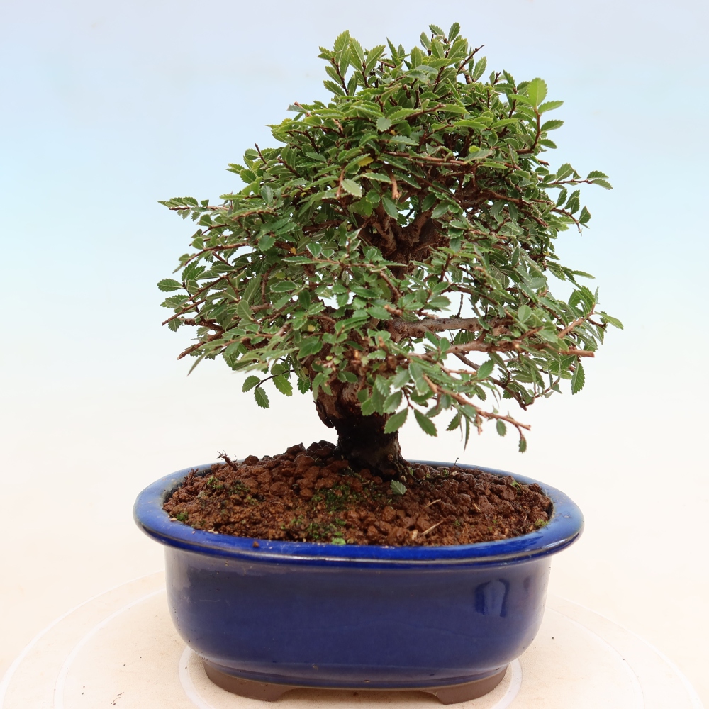 Bonsai für draußen - Zelkova - Zelkova NIRE